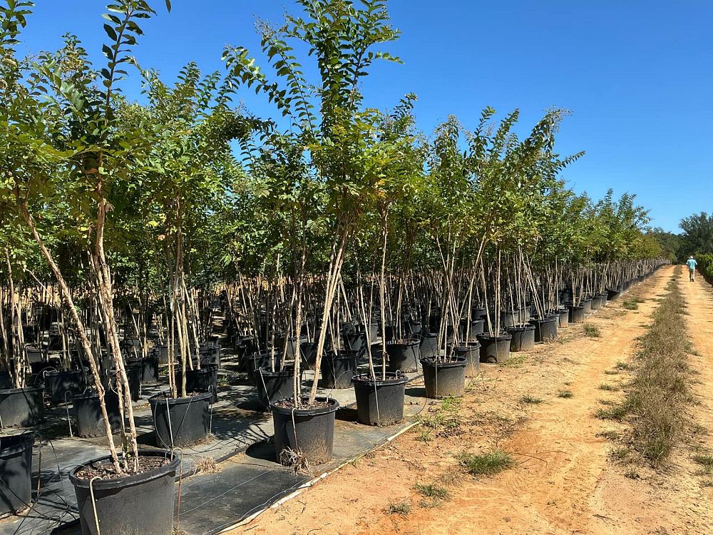 lagerstroemia-fauriei-natchez-japanese-crape-myrtle