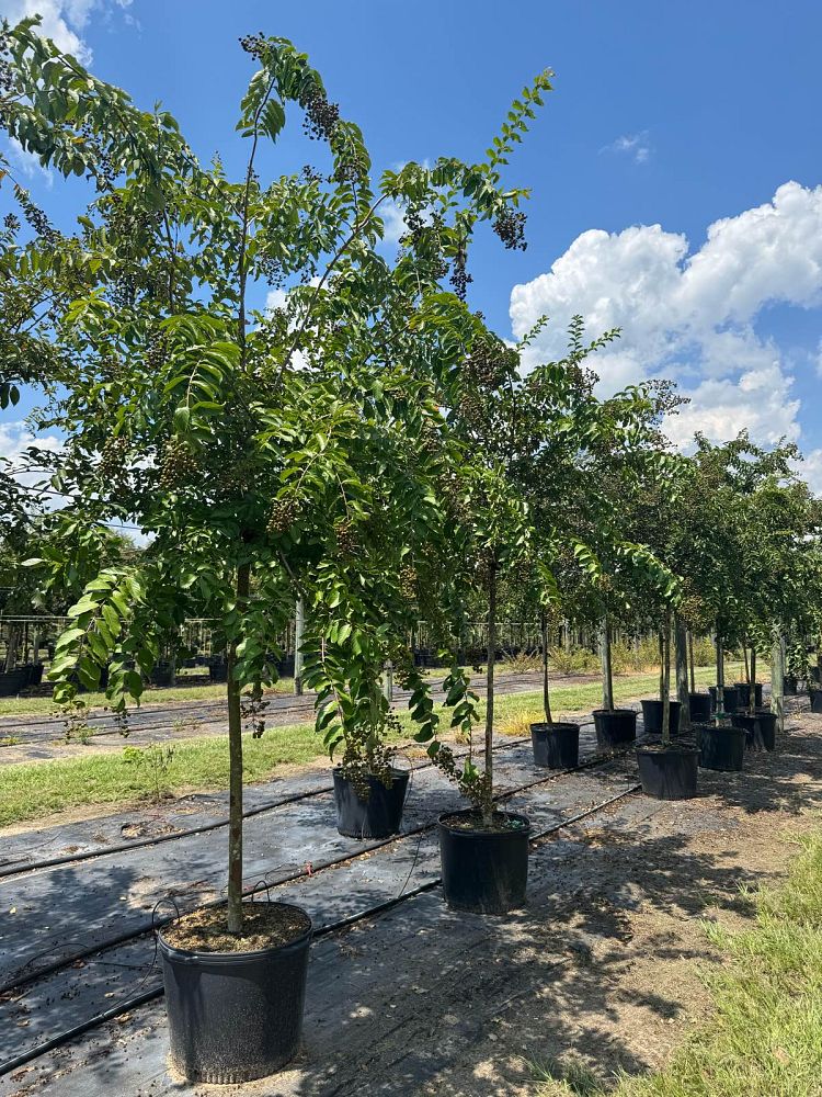 lagerstroemia-fauriei-natchez-japanese-crape-myrtle