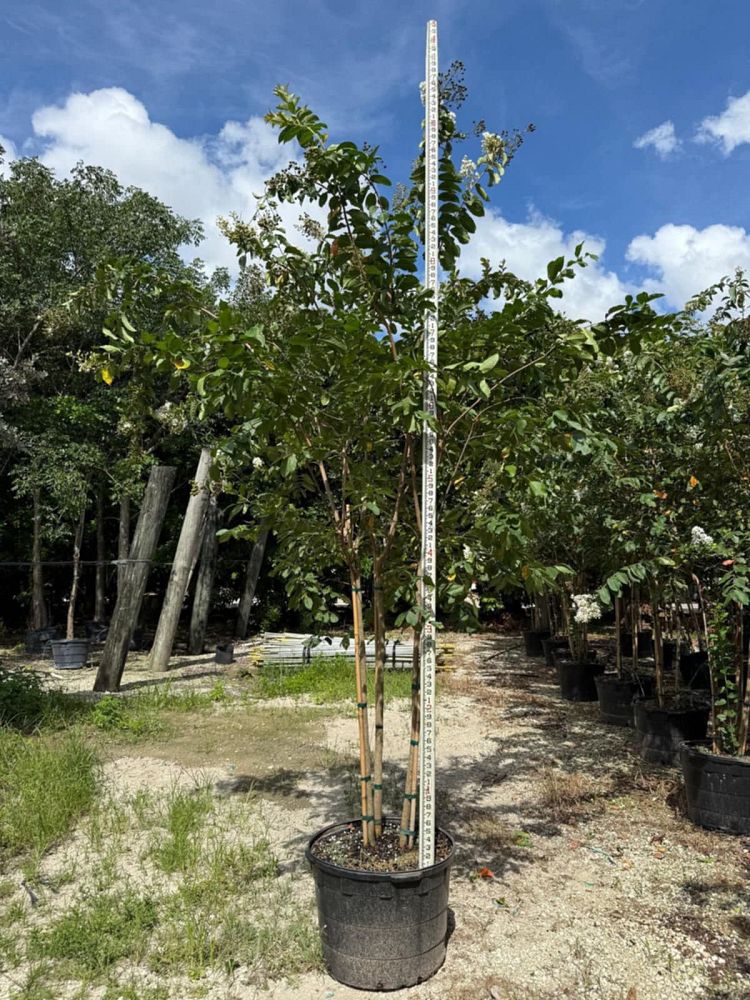 lagerstroemia-fauriei-natchez-japanese-crape-myrtle