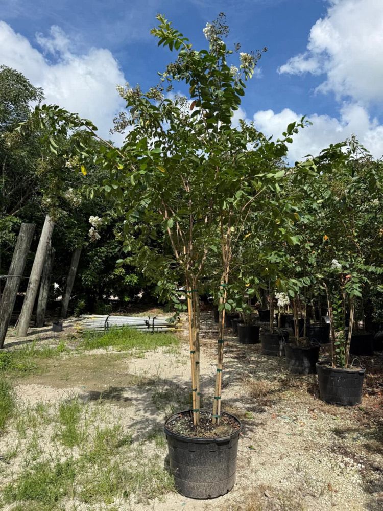 lagerstroemia-fauriei-natchez-japanese-crape-myrtle