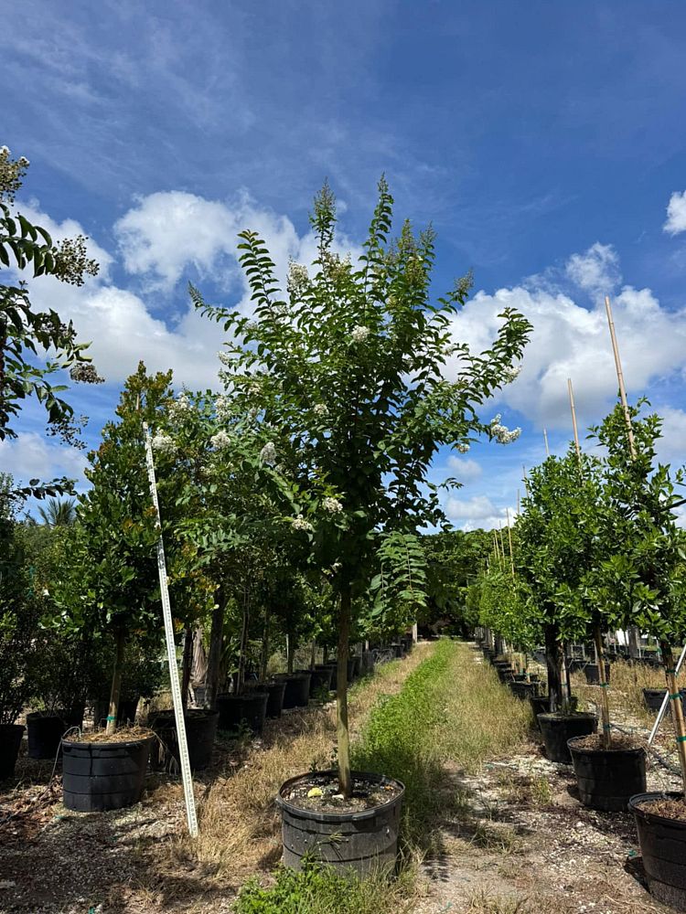 lagerstroemia-fauriei-natchez-japanese-crape-myrtle