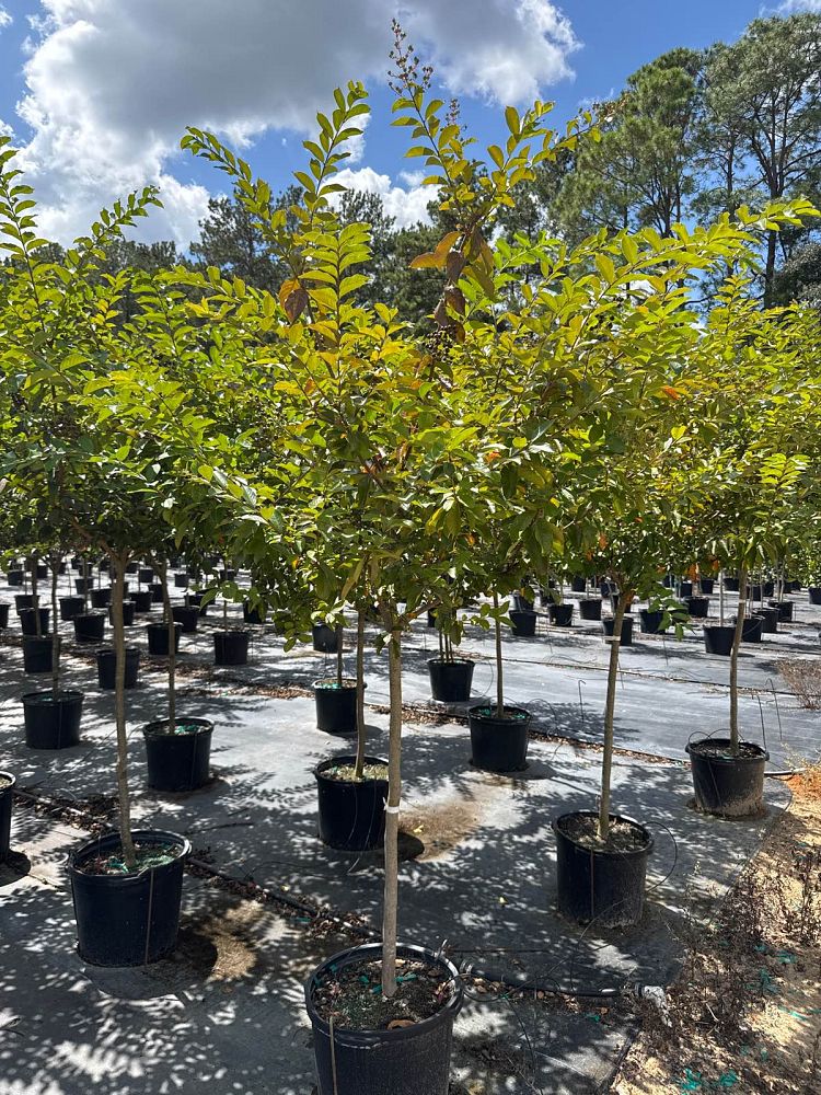 lagerstroemia-fauriei-natchez-japanese-crape-myrtle