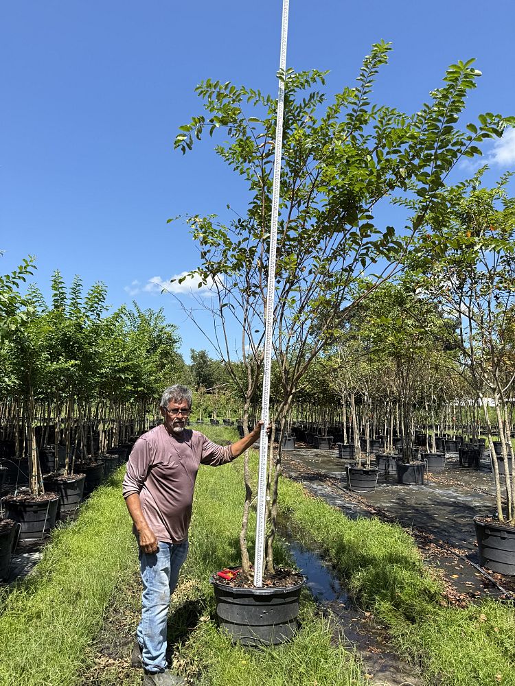lagerstroemia-fauriei-natchez-japanese-crape-myrtle