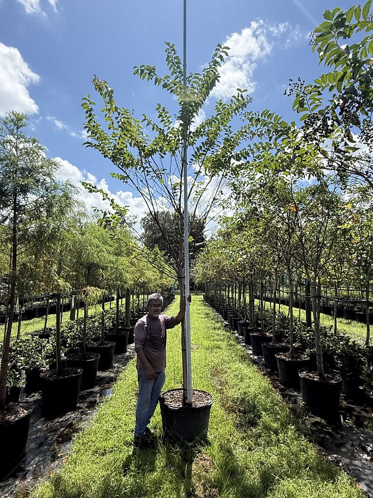 lagerstroemia-fauriei-natchez-japanese-crape-myrtle
