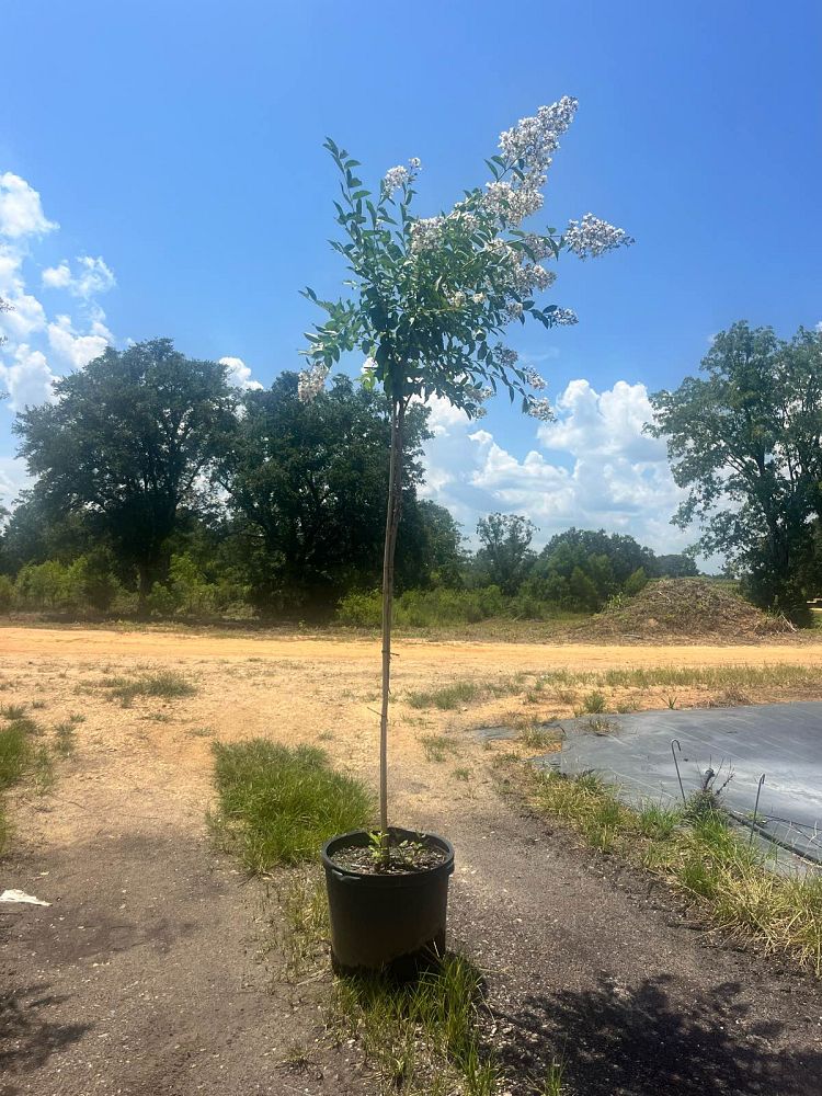 lagerstroemia-fauriei-natchez-japanese-crape-myrtle