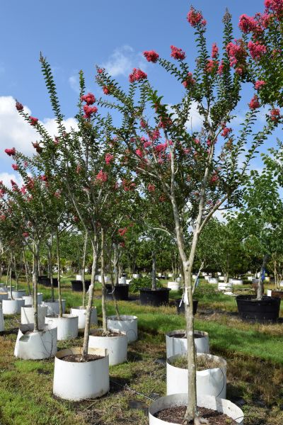 lagerstroemia-fauriei-tuscarora-japanese-crape-myrtle