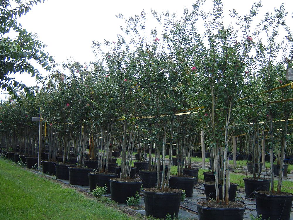 lagerstroemia-fauriei-tuscarora-japanese-crape-myrtle