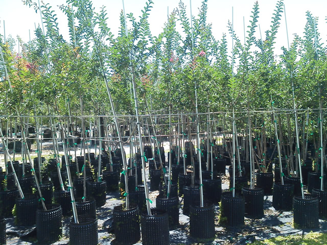 lagerstroemia-fauriei-tuscarora-japanese-crape-myrtle