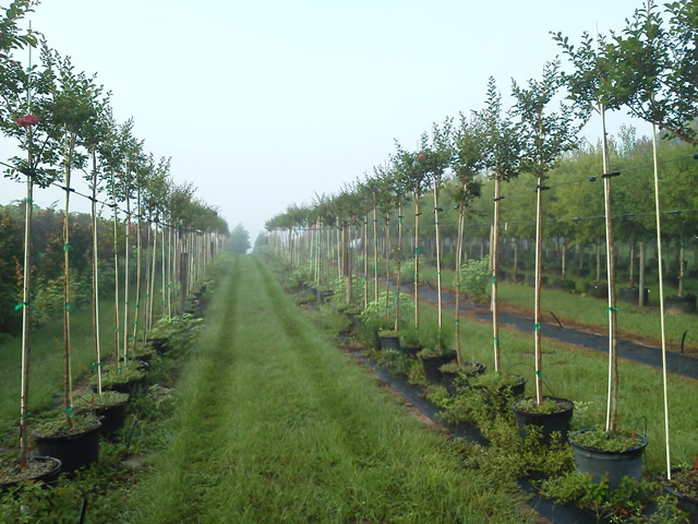 lagerstroemia-fauriei-tuscarora-japanese-crape-myrtle