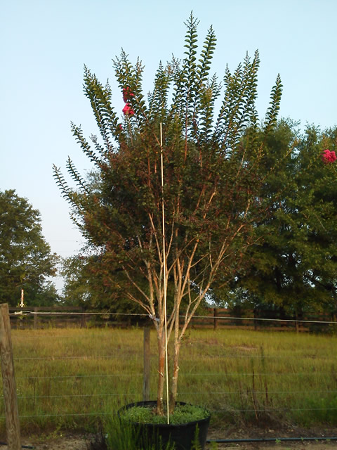 lagerstroemia-fauriei-tuscarora-japanese-crape-myrtle