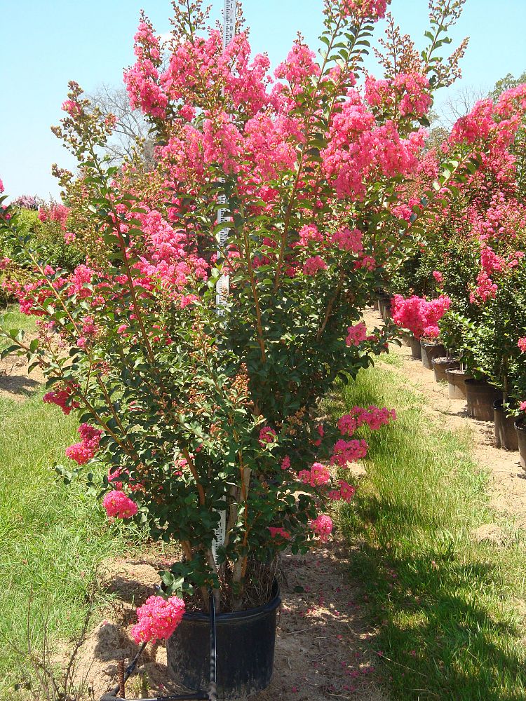 lagerstroemia-fauriei-tuscarora-japanese-crape-myrtle