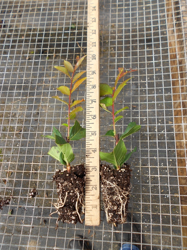 lagerstroemia-fauriei-tuscarora-japanese-crape-myrtle
