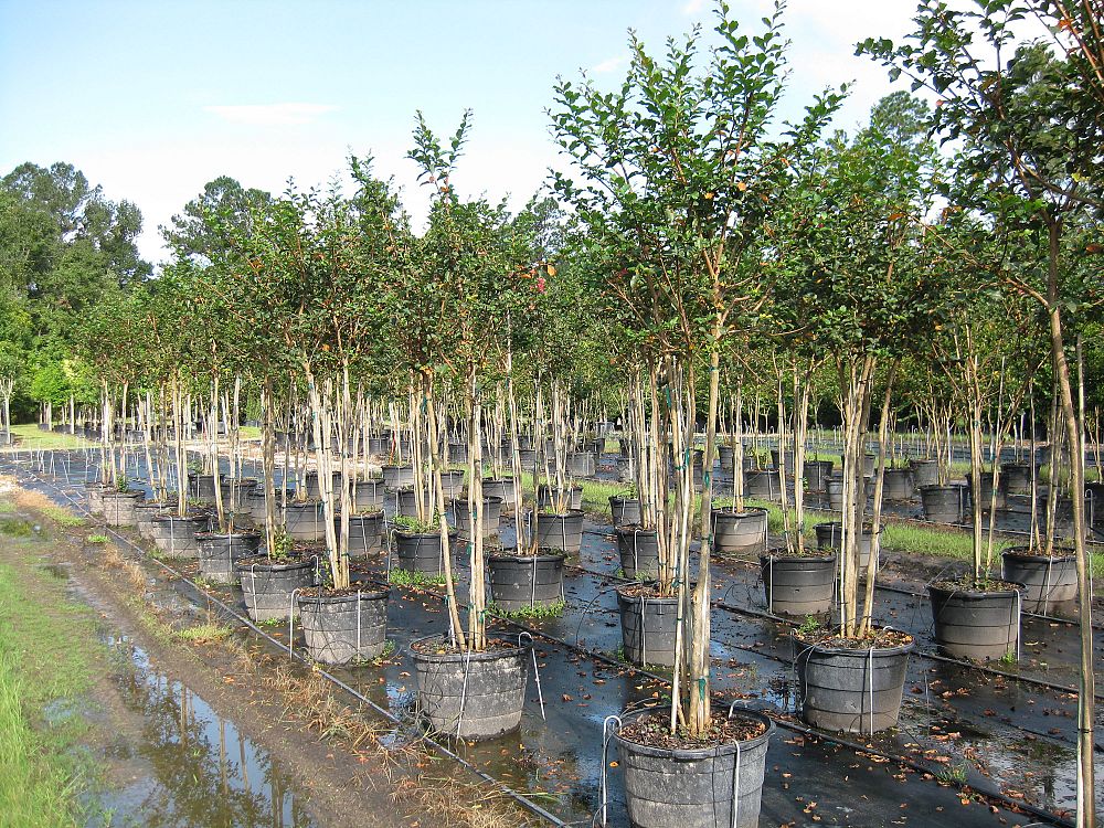 lagerstroemia-fauriei-tuscarora-japanese-crape-myrtle