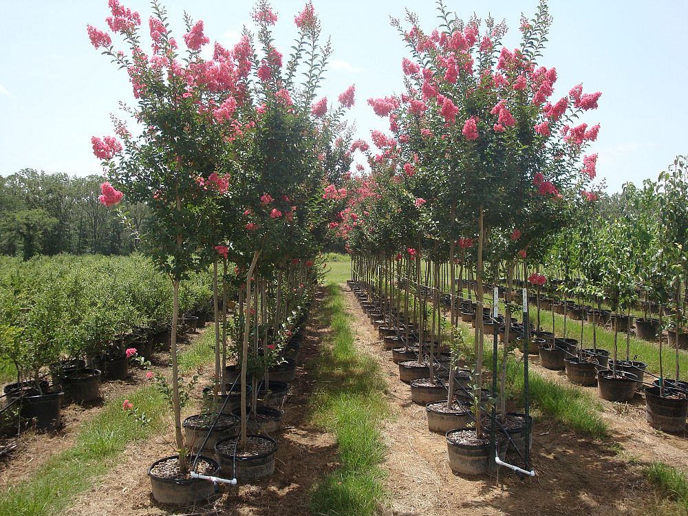 lagerstroemia-fauriei-tuscarora-japanese-crape-myrtle