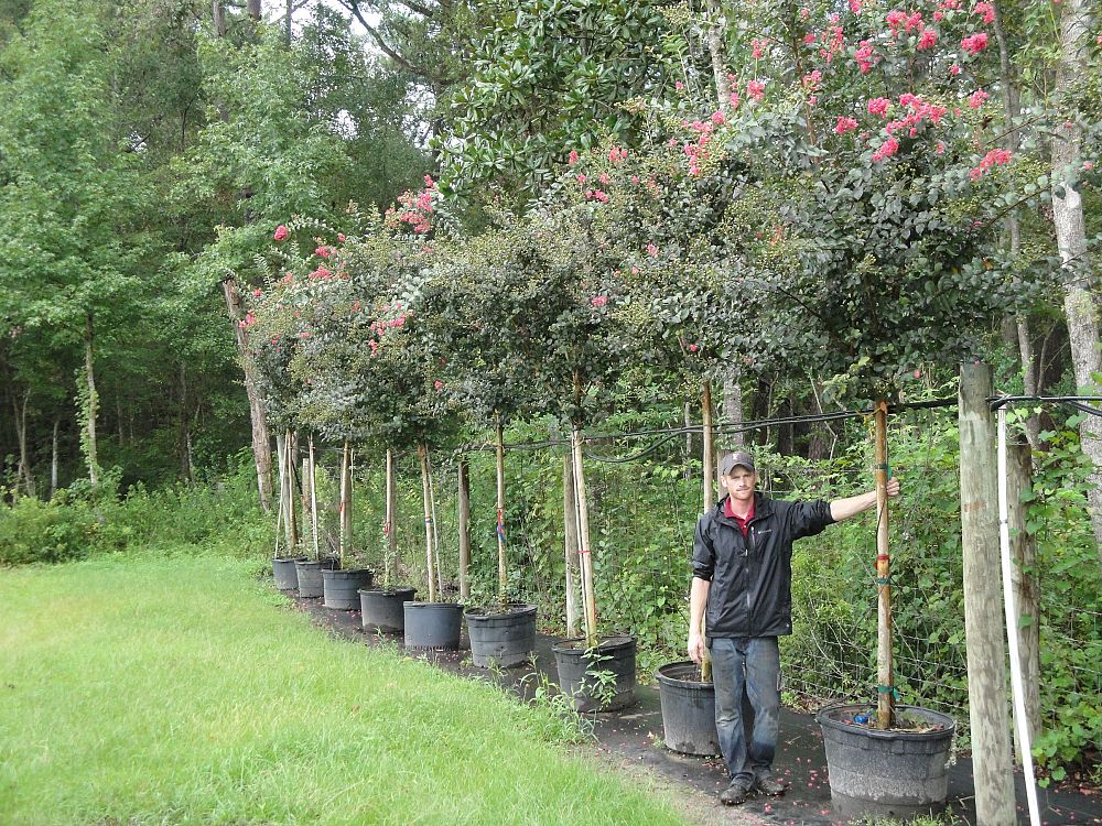 lagerstroemia-fauriei-tuscarora-japanese-crape-myrtle