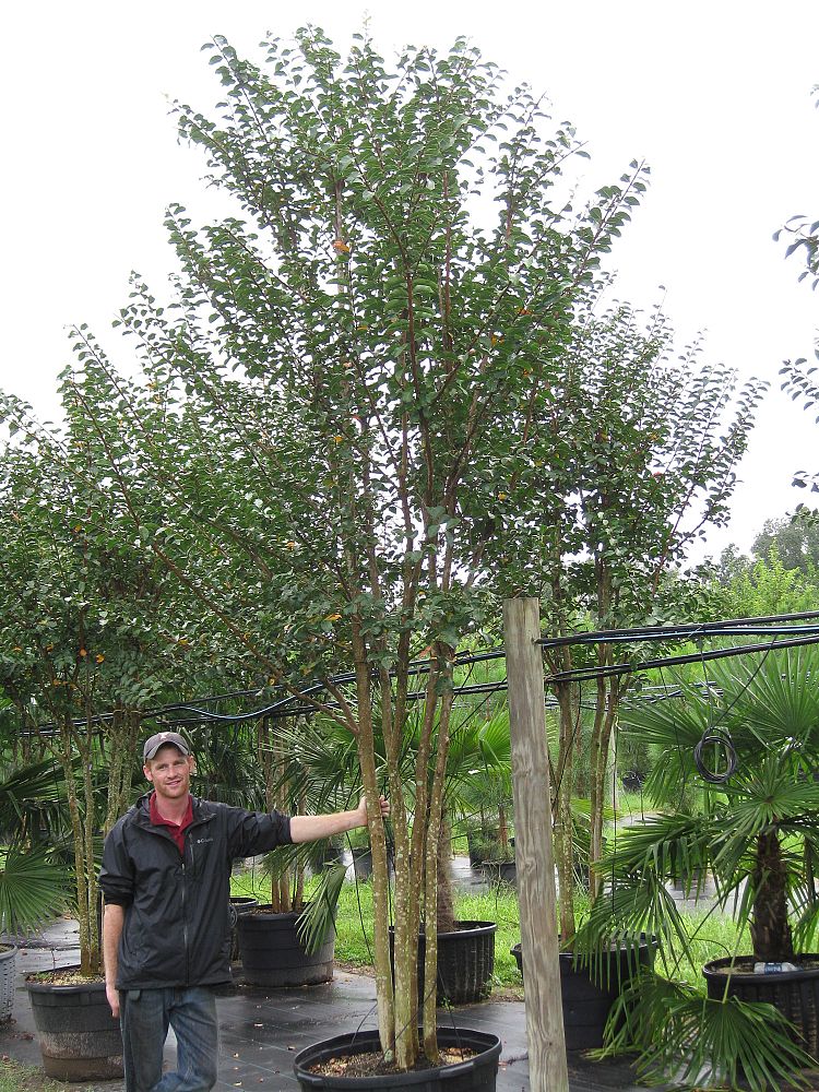 lagerstroemia-fauriei-tuscarora-japanese-crape-myrtle