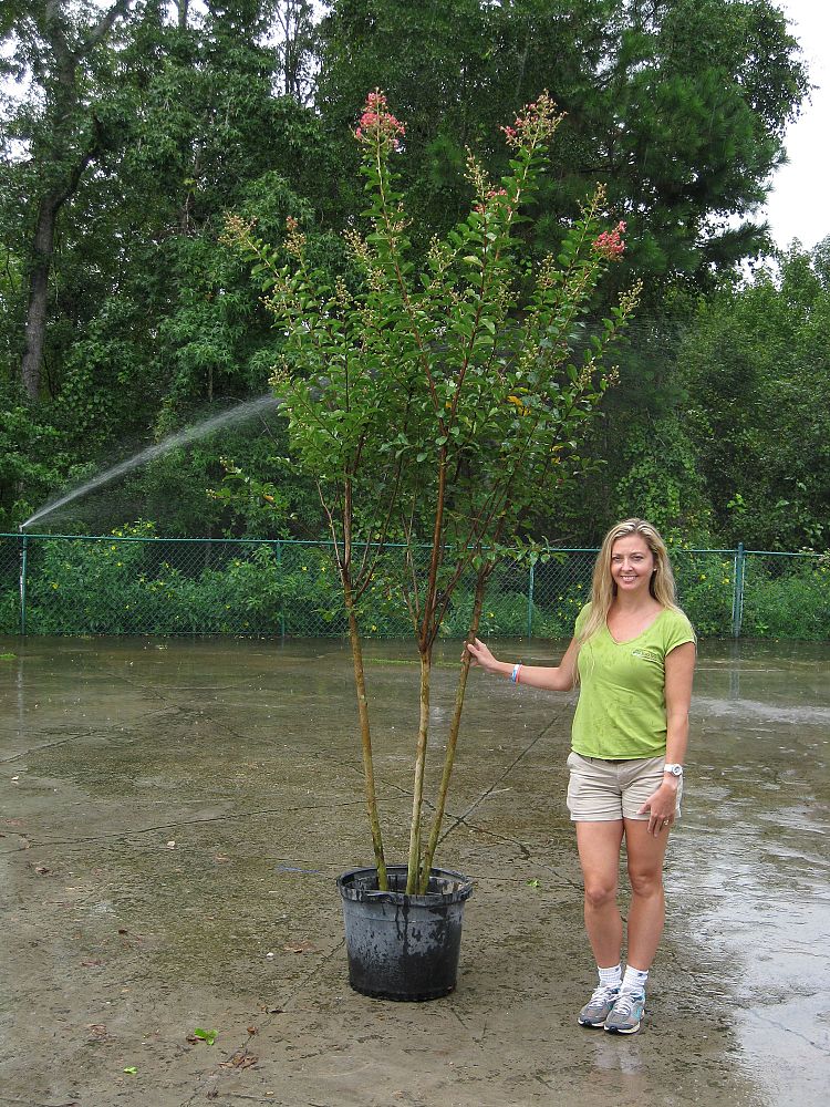 lagerstroemia-fauriei-tuscarora-japanese-crape-myrtle