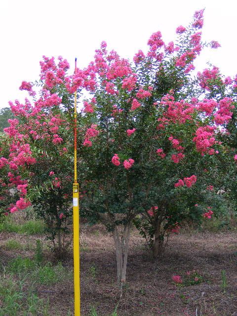 lagerstroemia-fauriei-tuscarora-japanese-crape-myrtle