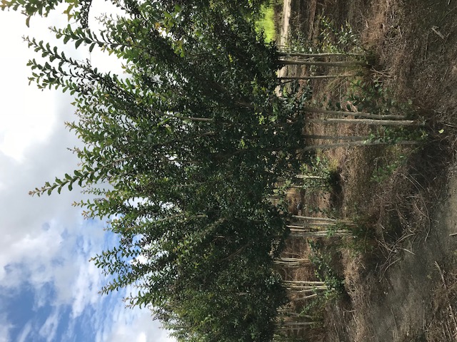 lagerstroemia-fauriei-tuscarora-japanese-crape-myrtle