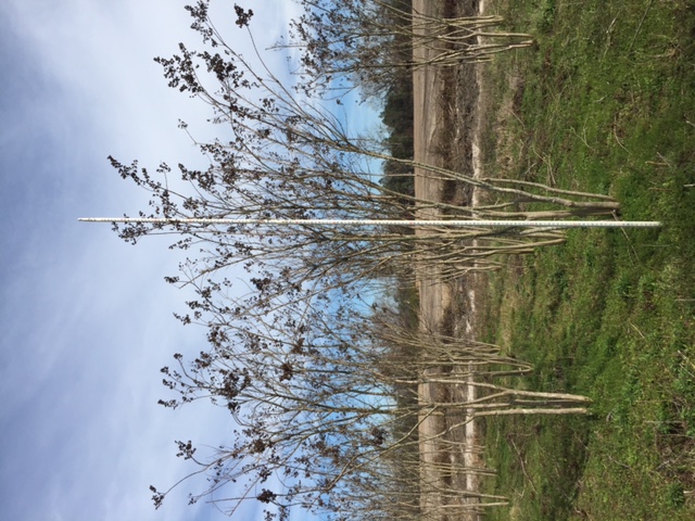 lagerstroemia-fauriei-tuscarora-japanese-crape-myrtle