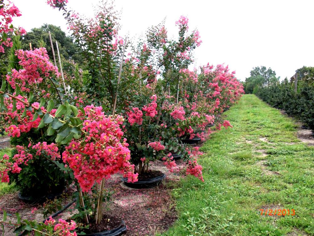 lagerstroemia-fauriei-tuscarora-japanese-crape-myrtle