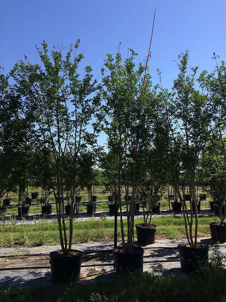 lagerstroemia-fauriei-tuscarora-japanese-crape-myrtle