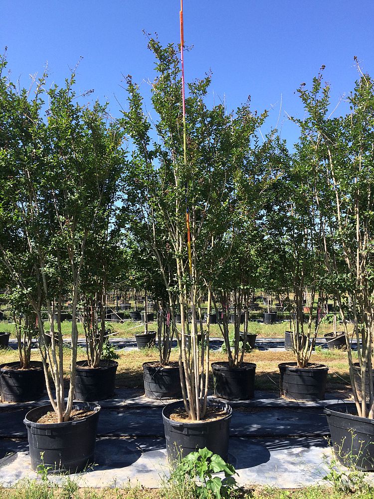 lagerstroemia-fauriei-tuscarora-japanese-crape-myrtle