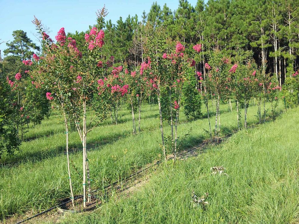 lagerstroemia-fauriei-tuscarora-japanese-crape-myrtle