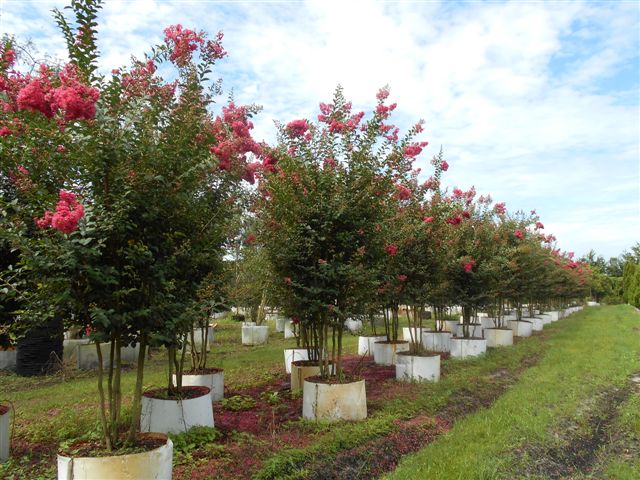 lagerstroemia-fauriei-tuscarora-japanese-crape-myrtle