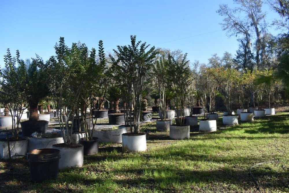 lagerstroemia-fauriei-tuscarora-japanese-crape-myrtle