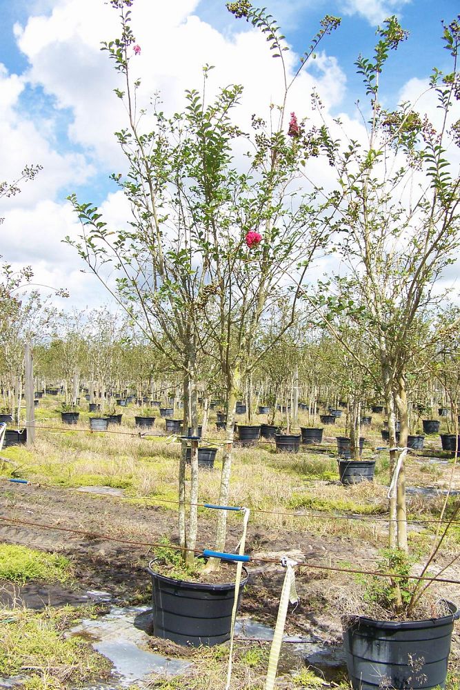 lagerstroemia-fauriei-tuscarora-japanese-crape-myrtle