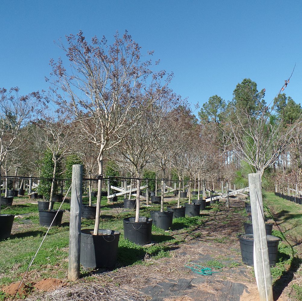 lagerstroemia-fauriei-tuscarora-japanese-crape-myrtle