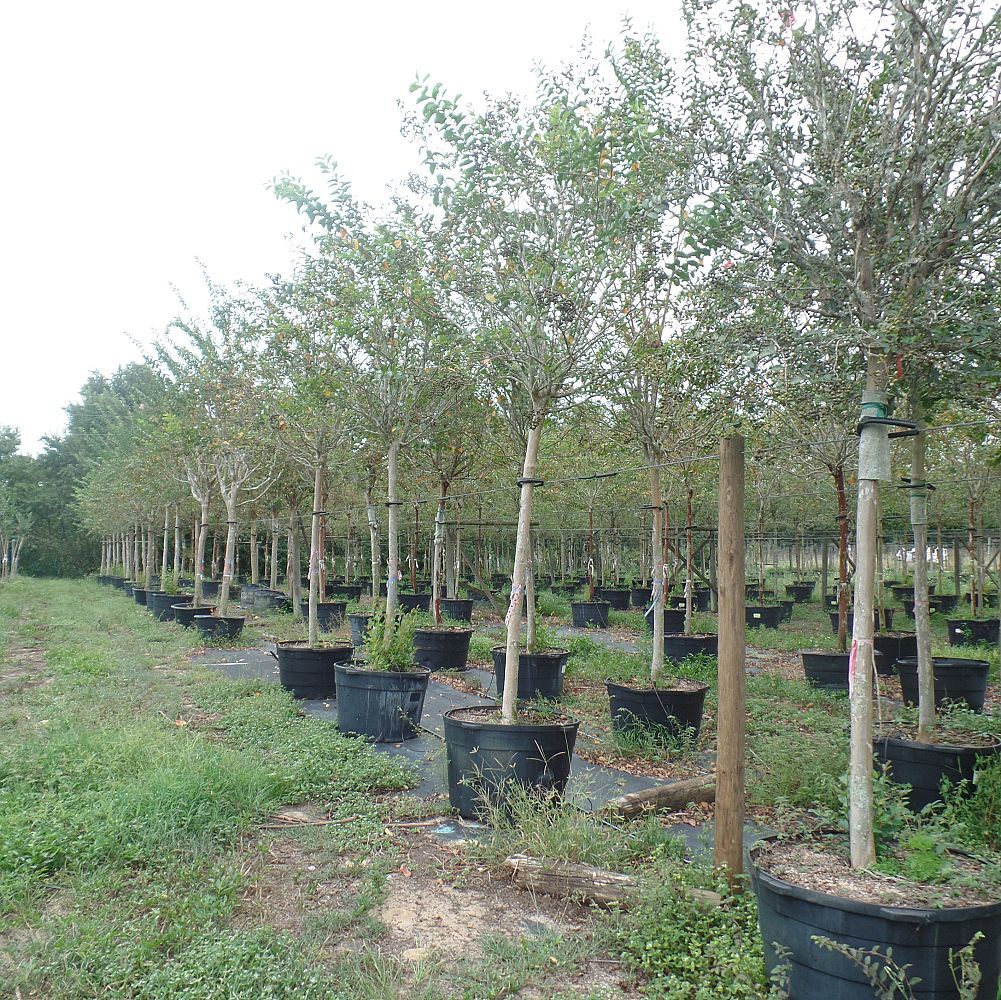 lagerstroemia-fauriei-tuscarora-japanese-crape-myrtle