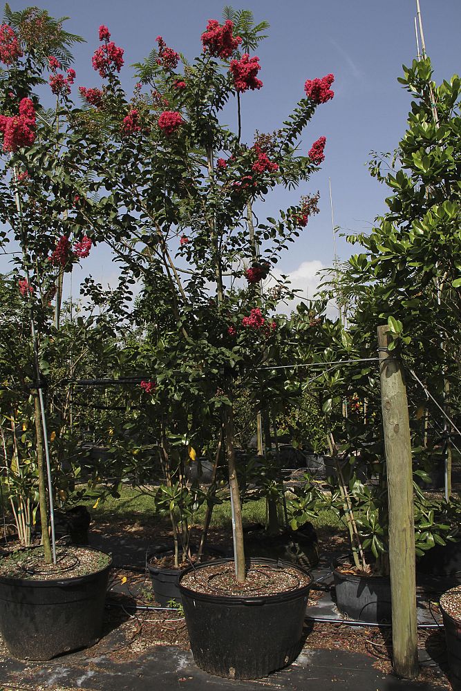 lagerstroemia-fauriei-tuscarora-japanese-crape-myrtle