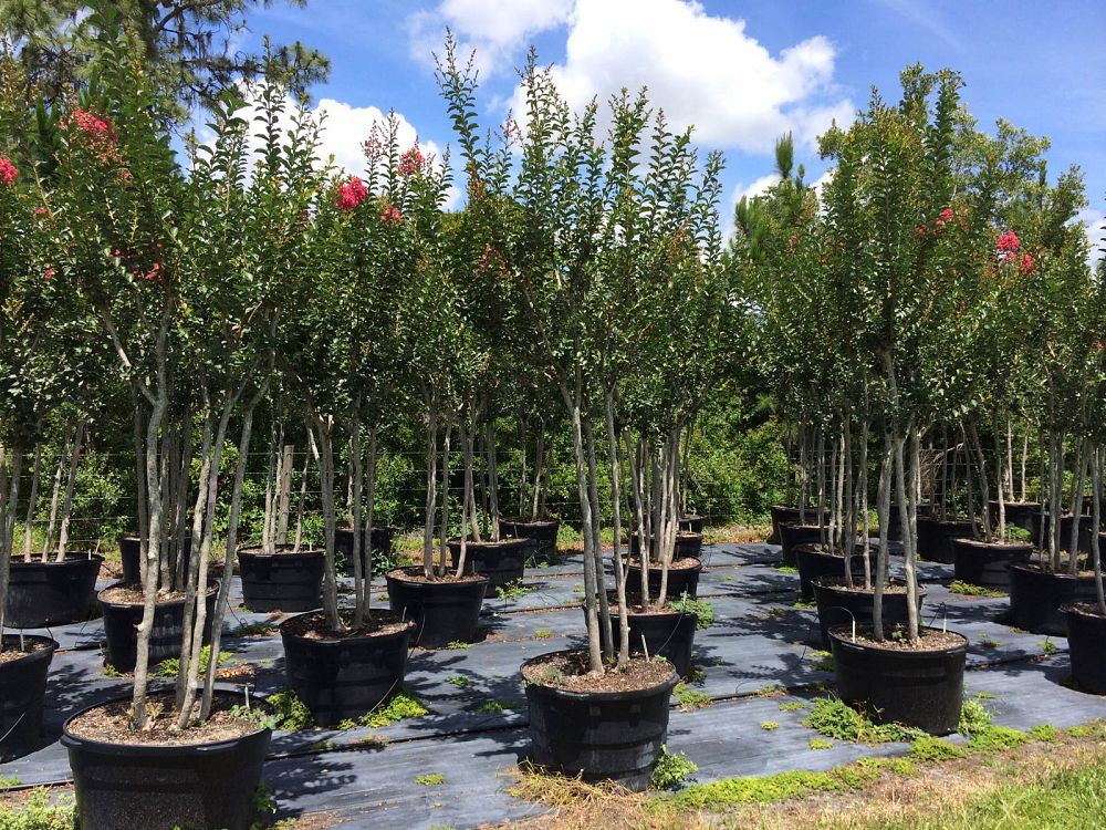 lagerstroemia-fauriei-tuscarora-japanese-crape-myrtle