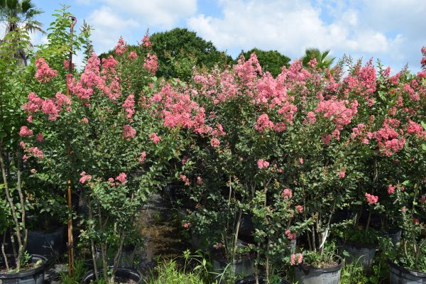 lagerstroemia-fauriei-tuscarora-japanese-crape-myrtle