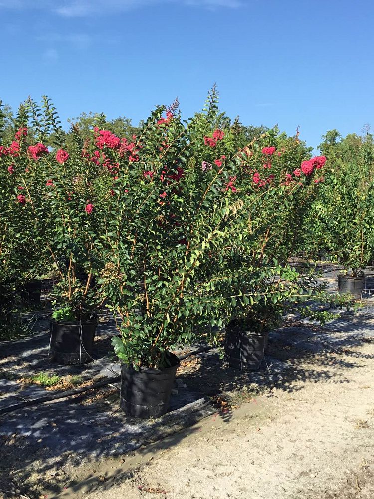 lagerstroemia-fauriei-tuscarora-japanese-crape-myrtle