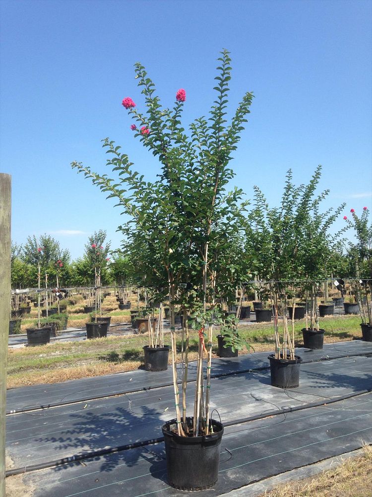 lagerstroemia-fauriei-tuscarora-japanese-crape-myrtle