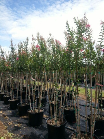 lagerstroemia-fauriei-tuscarora-japanese-crape-myrtle