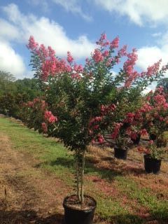 lagerstroemia-fauriei-tuscarora-japanese-crape-myrtle