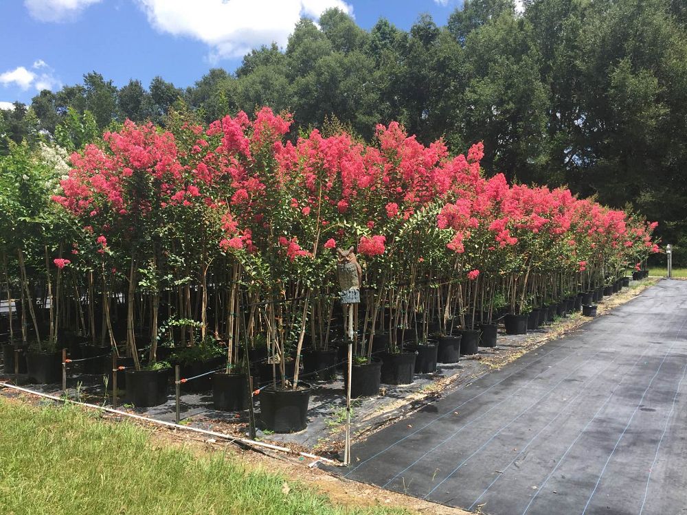 lagerstroemia-fauriei-tuscarora-japanese-crape-myrtle