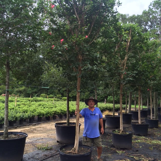 lagerstroemia-fauriei-tuscarora-japanese-crape-myrtle