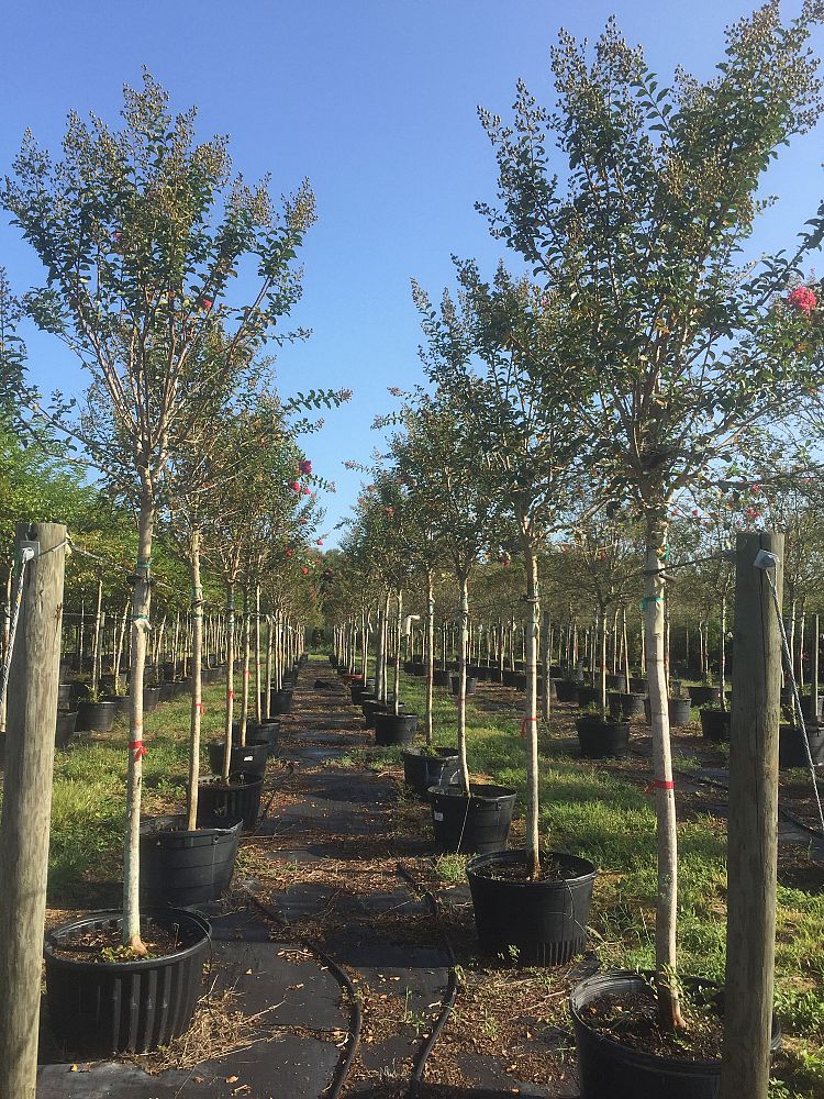 lagerstroemia-fauriei-tuscarora-japanese-crape-myrtle