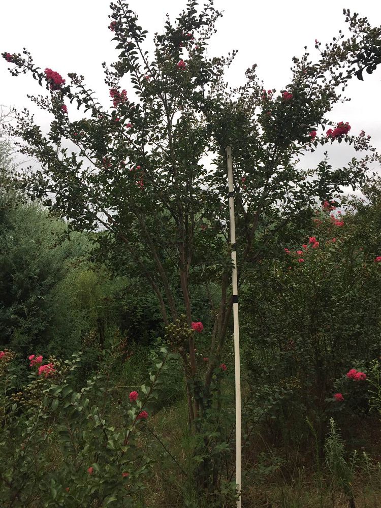 lagerstroemia-fauriei-tuscarora-japanese-crape-myrtle