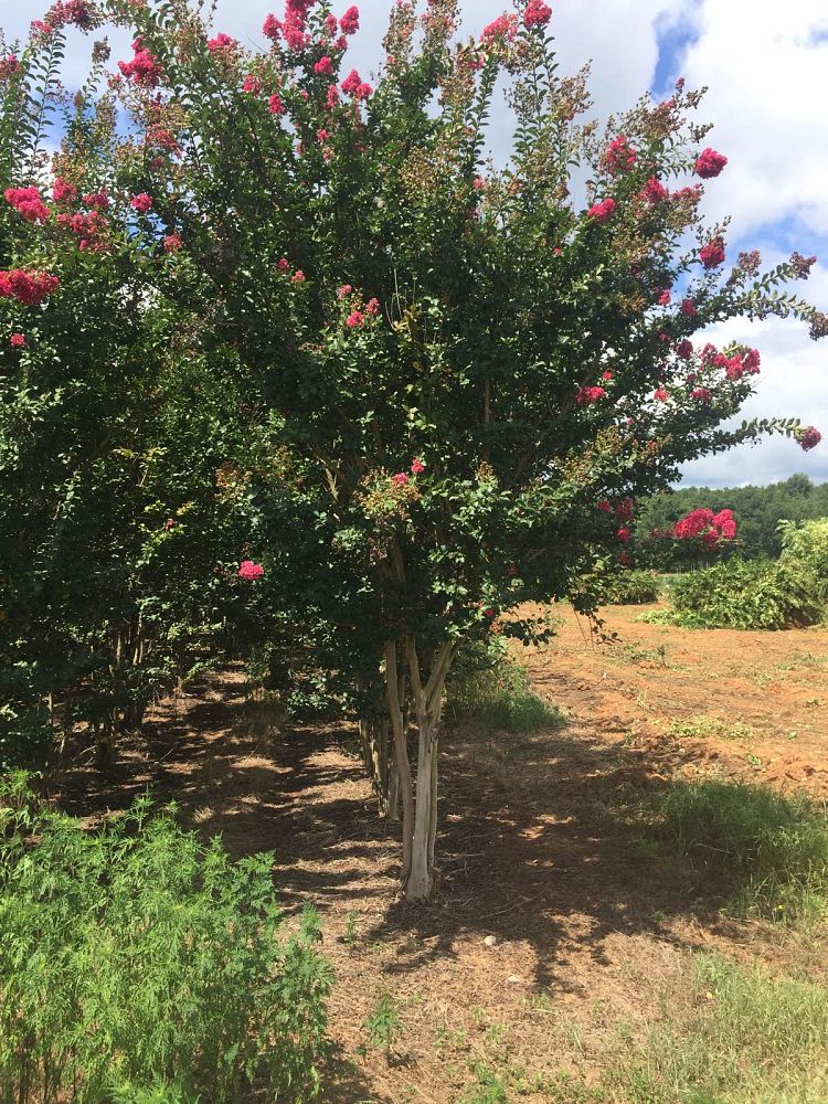 lagerstroemia-fauriei-tuscarora-japanese-crape-myrtle