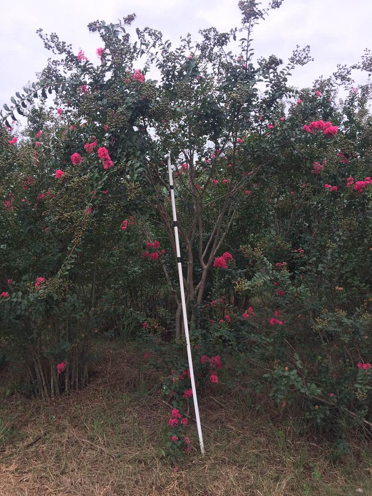 lagerstroemia-fauriei-tuscarora-japanese-crape-myrtle