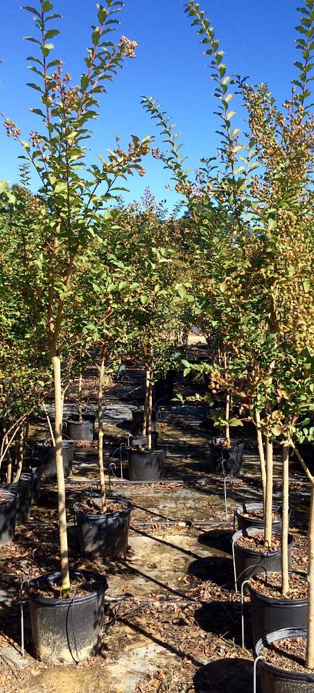lagerstroemia-fauriei-tuscarora-japanese-crape-myrtle