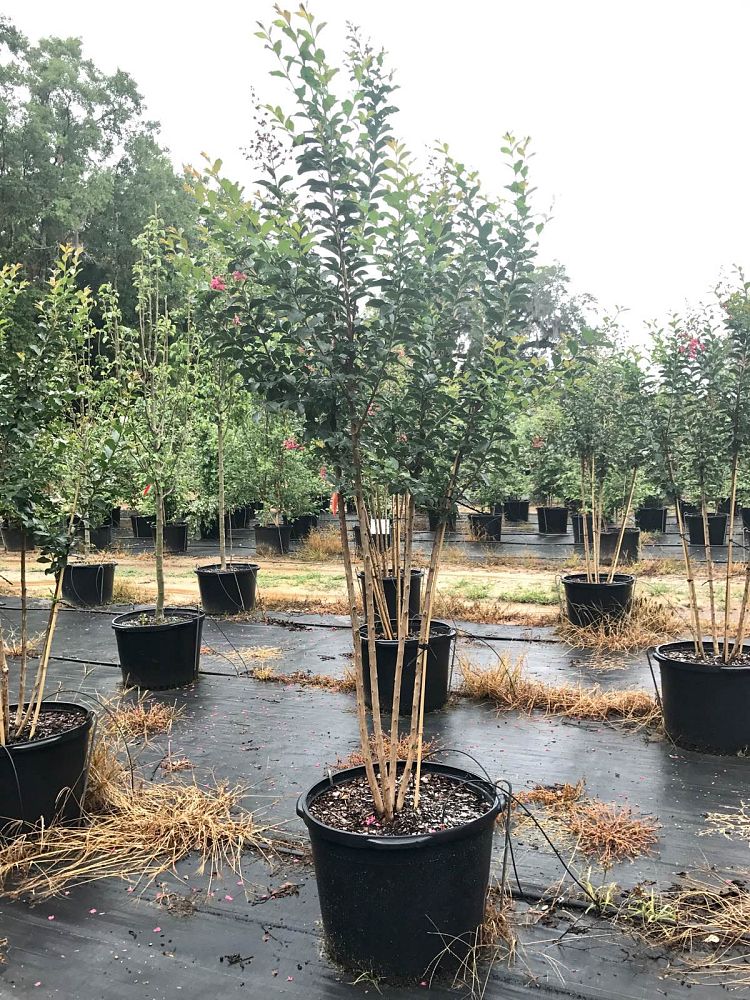 lagerstroemia-fauriei-tuscarora-japanese-crape-myrtle