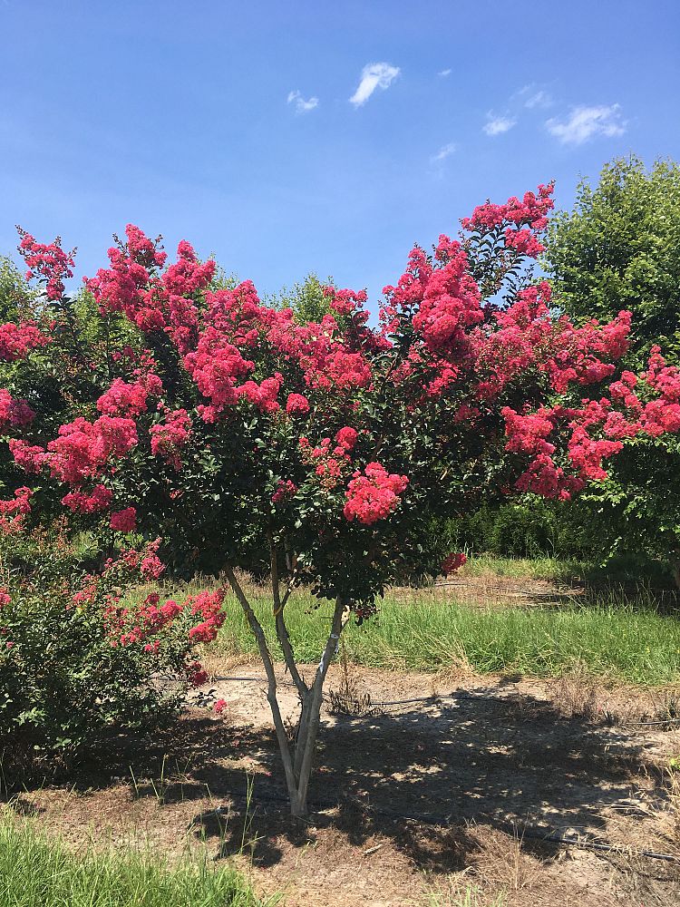 lagerstroemia-fauriei-tuscarora-japanese-crape-myrtle