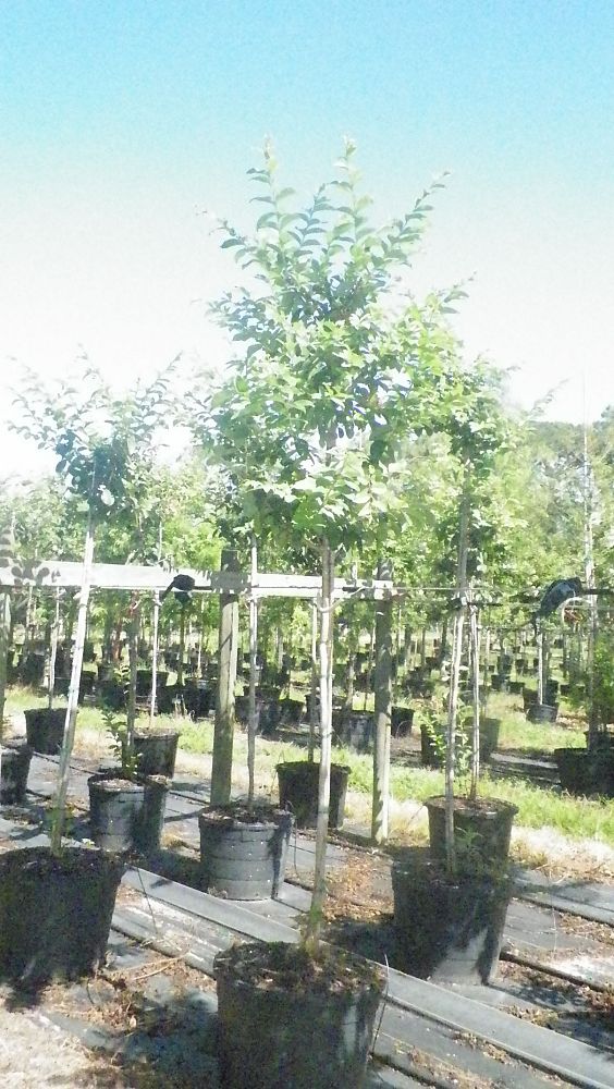lagerstroemia-fauriei-tuscarora-japanese-crape-myrtle